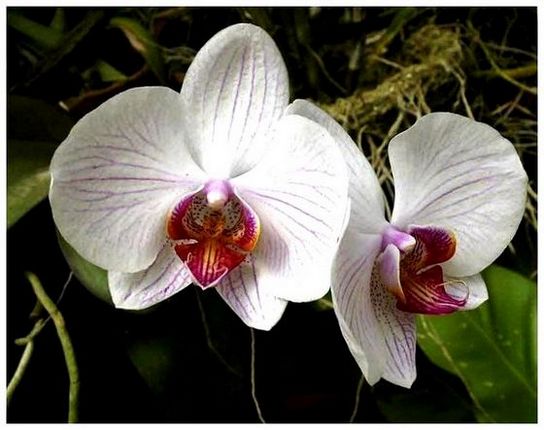 Квітка орхідея: як доглядати?