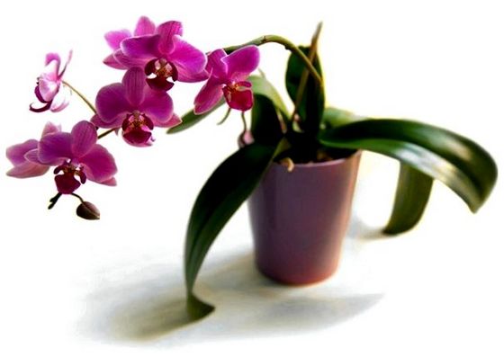 Квітка орхідея: як доглядати?