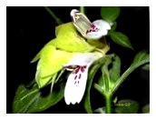 Квіти белопероне і Якобінія: як виростити правильно