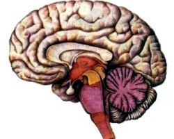 Функції великої півкулі переднього мозку