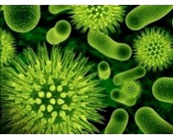Де можуть бути хвороботворні бактерії?