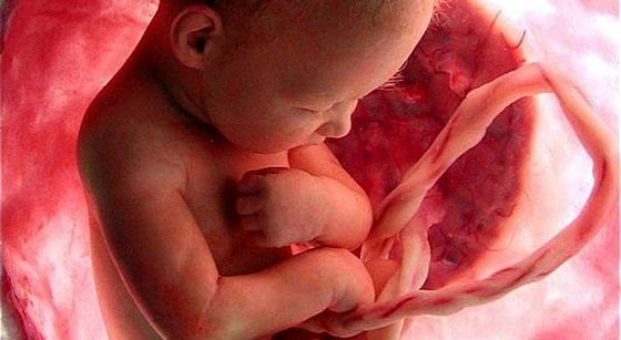 Гермафродит: будова репродуктивних органів