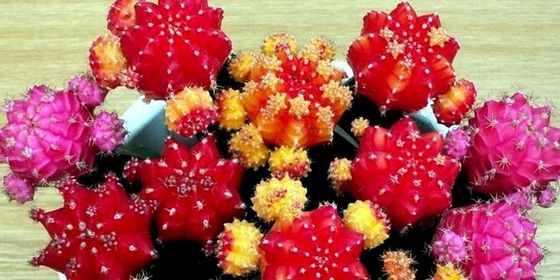 Гимнокалициума - японський кактус