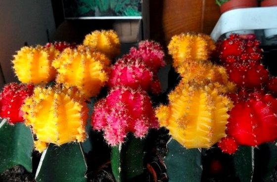 Гимнокалициума - японський кактус