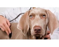 Через що з`являється кашель у собак?
