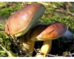 Отруйні гриби, які схожі на їстівні і як їх відрізнити?