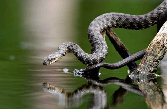 До чого може снитися змія в воді по тлумаченням сонників?