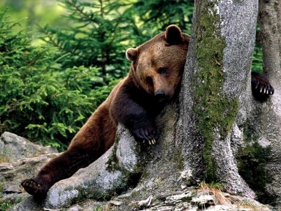 До чого сниться ведмідь?