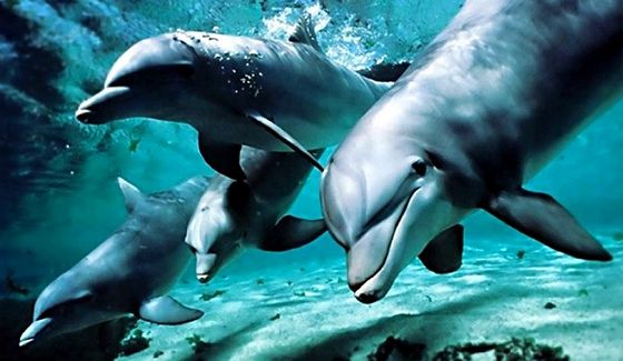 До чого сняться дельфіни? Тлумачення популярних сонників