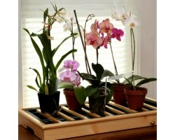 Як домогтися цвітіння орхідей в домашніх умовах