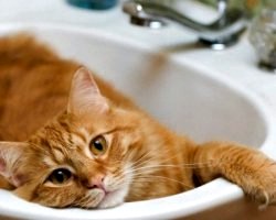 Як позбутися від котячого запаху в квартирі?