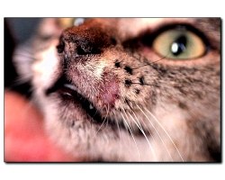 Як лікувати стригучий лишай у кішок?