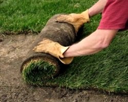 Як посадити газонну траву