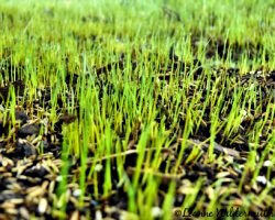 Як посадити газонну траву