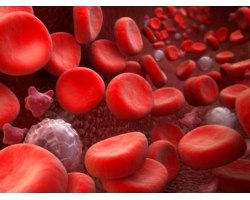 Як підвищити лейкоцити в крові