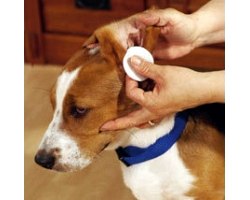 Як правильно чистити вуха собакам