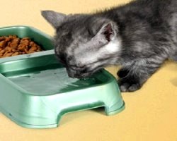Як правильно годувати кошеня