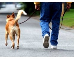 Як правильно вигулювати собаку