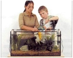 Як правильно заселити рибок в акваріум