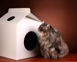 Як зробити будиночок для кішки з коробки?