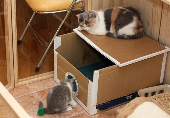 Як зробити будиночок для кішки з коробки?