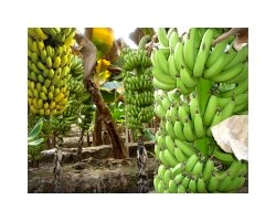 Як доглядати за бананової пальмою