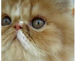 Як доглядати за перським котом