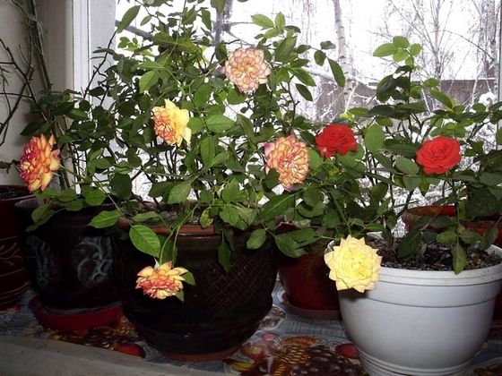 Як доглядати за трояндами в домашніх умовах?
