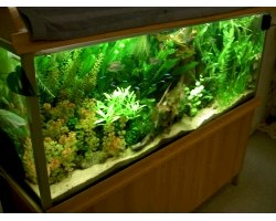 Як вибрати акваріум по фен-шуй