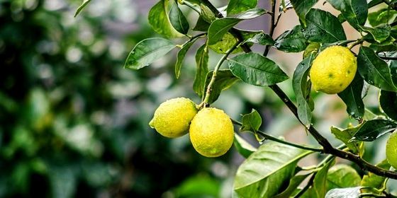Як виростити лимонне дерево з кісточки