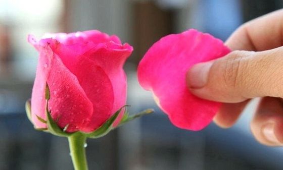 Як засушити пелюстки троянд