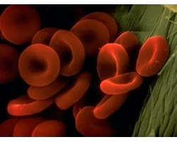 Які функції виконують частки крові?