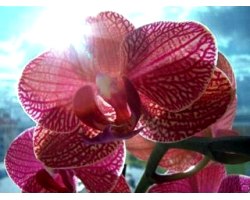 Кімнатні квіти орхідеї і догляд за ними