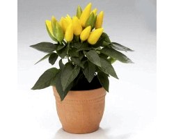 Кімнатні рослини: декоративний перець