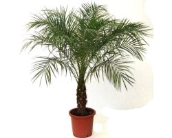 Кімнатні рослини: фінікова пальма