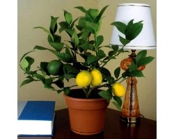 Кімнатні рослини: лимон
