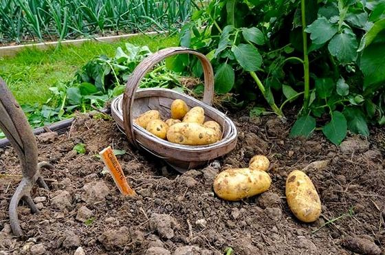 Копати картоплю уві сні
