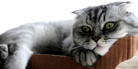 Коти: догляд за британськими капловухими