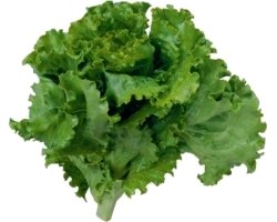 Лікувальні властивості листя салату