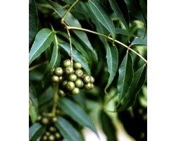 Лікувальні властивості плодів оксамитового дерева
