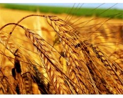Лікувальні властивості пшениці