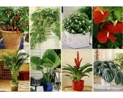 Лікарські кімнатні рослини