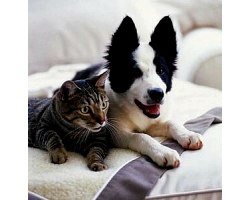 Сечокам`яна хвороба собак і кішок