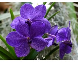 Орхідея ванда: догляд і вирощування