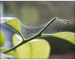 Павутинний кліщ на кімнатних рослинах