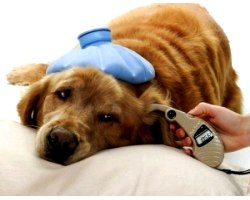 Піроплазмоз у собак: лікування
