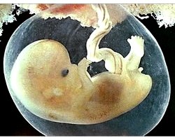 Плацента людини - будова, розвиток, функції