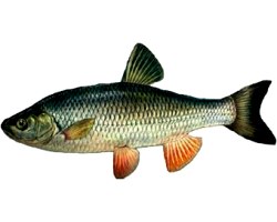 Корисні властивості річкової риби