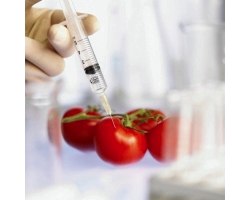 Користь і шкода генномодифікованих продуктів