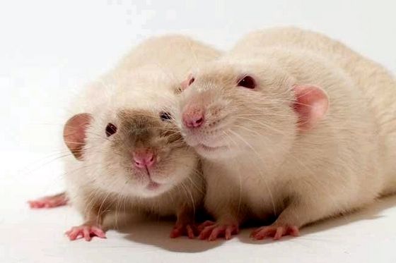 Популярний сонник: до чого сняться білі миші